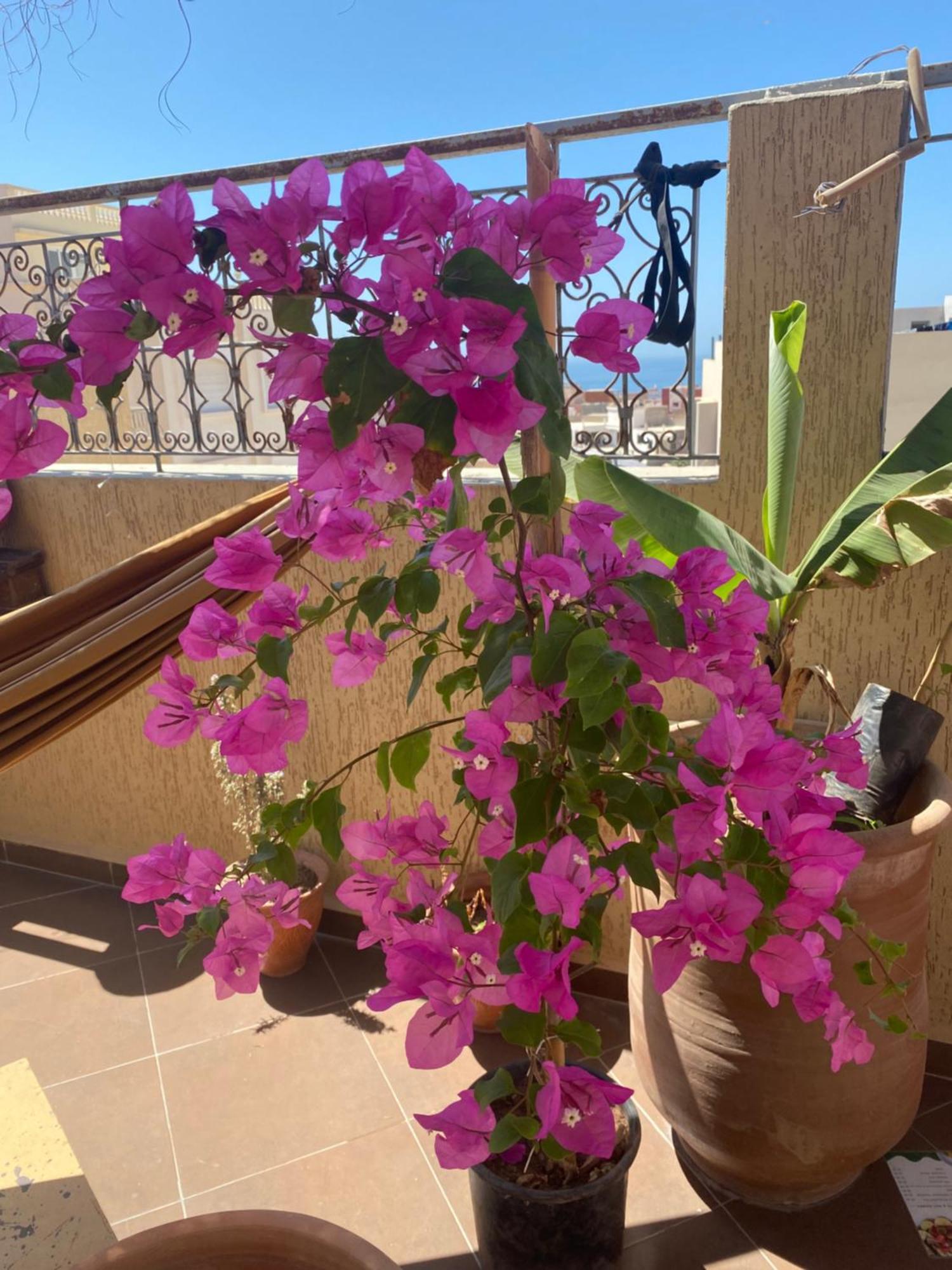 Fleur De Cactus, Guesthouse, Tamraght Exterior foto